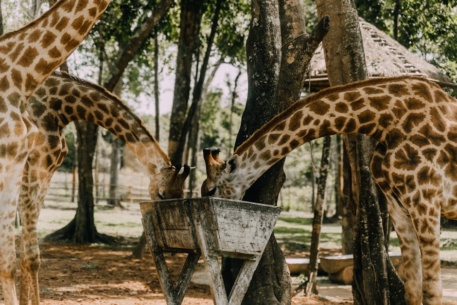 A Giraffe's Legs Are Taller Than Most Humans