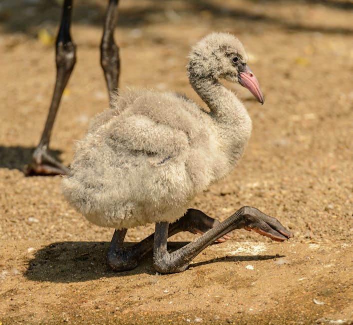 Flamingos Are Born White, Not Pink