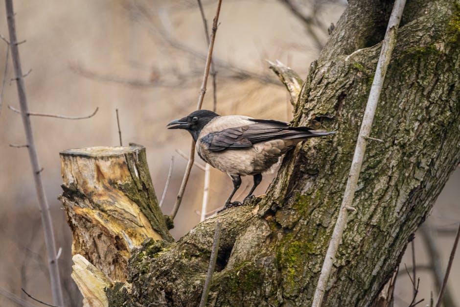 Crow