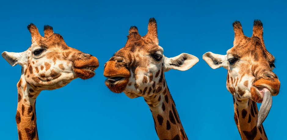 Animal Facts