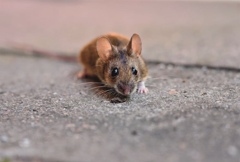 A Mouse’s Front Teeth Never Stop Growing