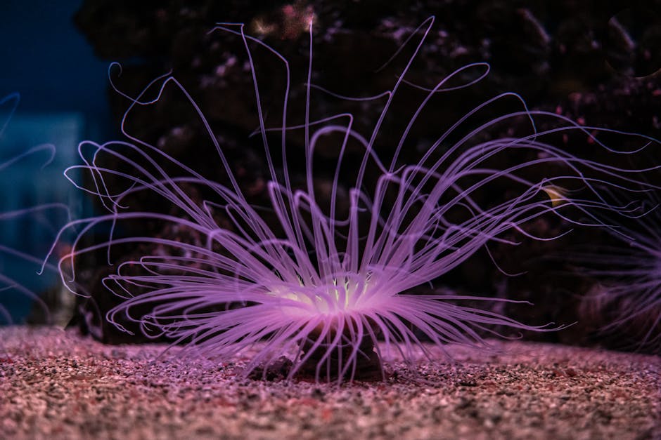 A Jellyfish Protein Won a Nobel Prize in 2008