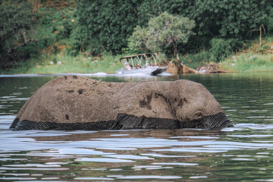 Chobe National Park Hosts Africa's Largest Elephant Population