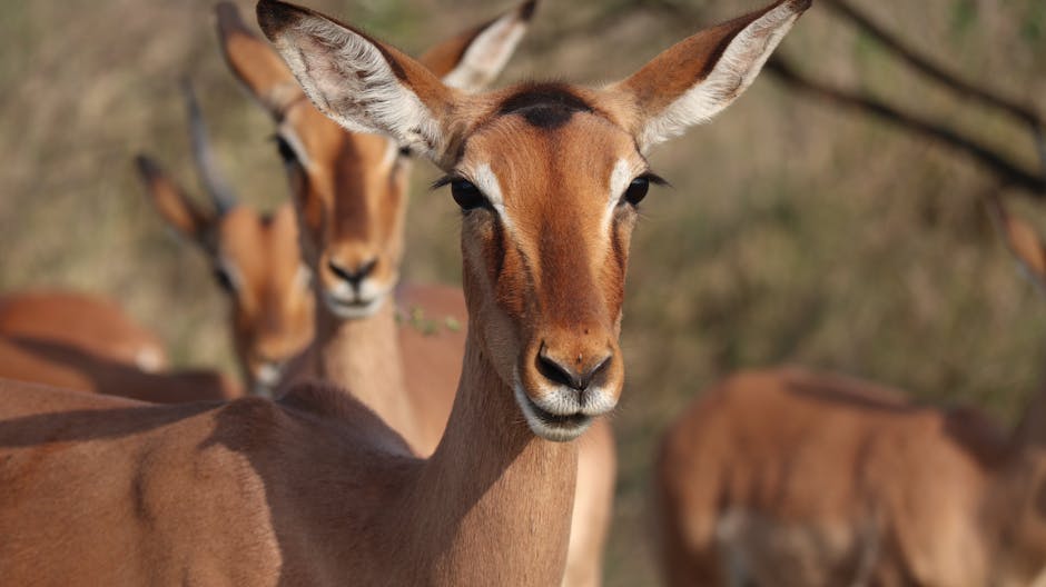 Waza National Park Hosts a Rich Diversity of African Wildlife.