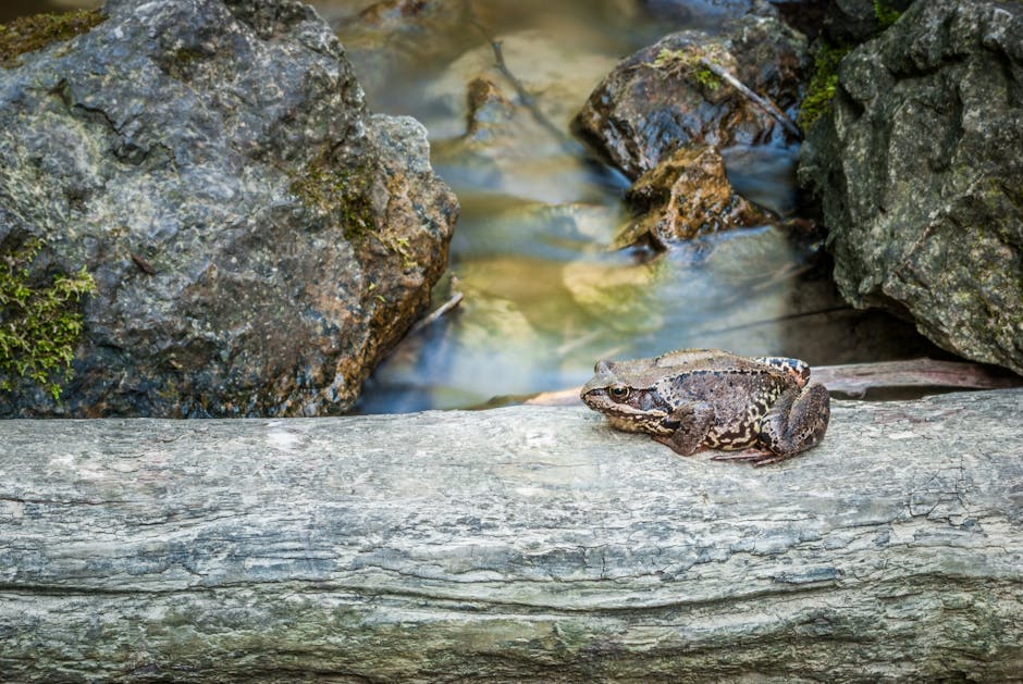 Wood Frogs Can Freeze Solid And Then Thaw Back To Life