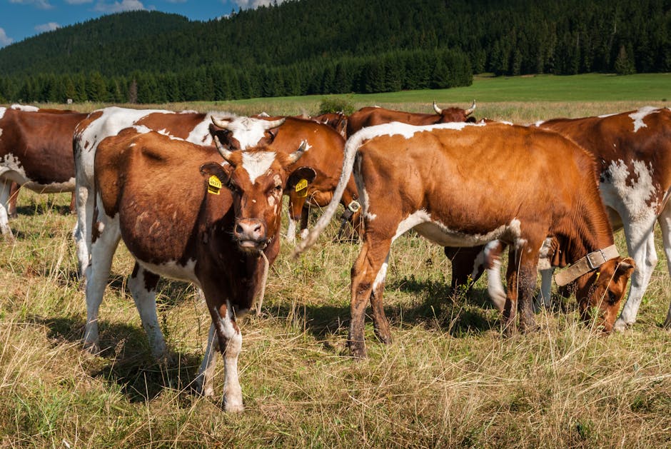 Cows