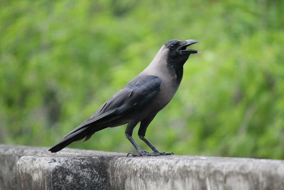 Crows