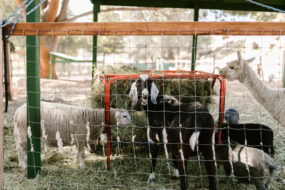 Farm Animals
