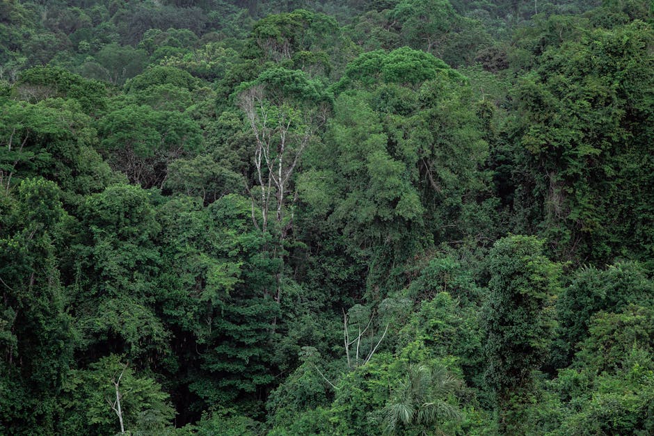 Pygmy Tribes Maintain Traditional Lifestyles in Cameroon's Rainforests.
