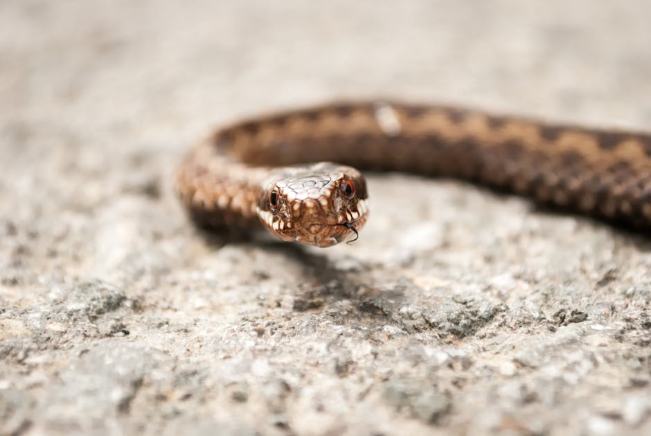 The Smallest Snake in the World Is Shorter Than a Pencil