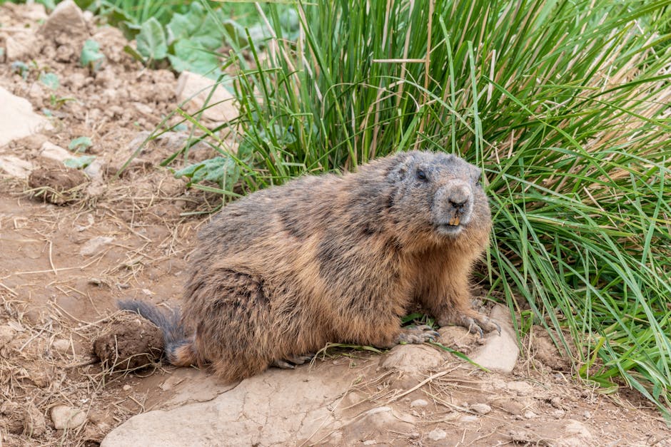 Marmots Can Carry Bubonic Plague Bacteria
