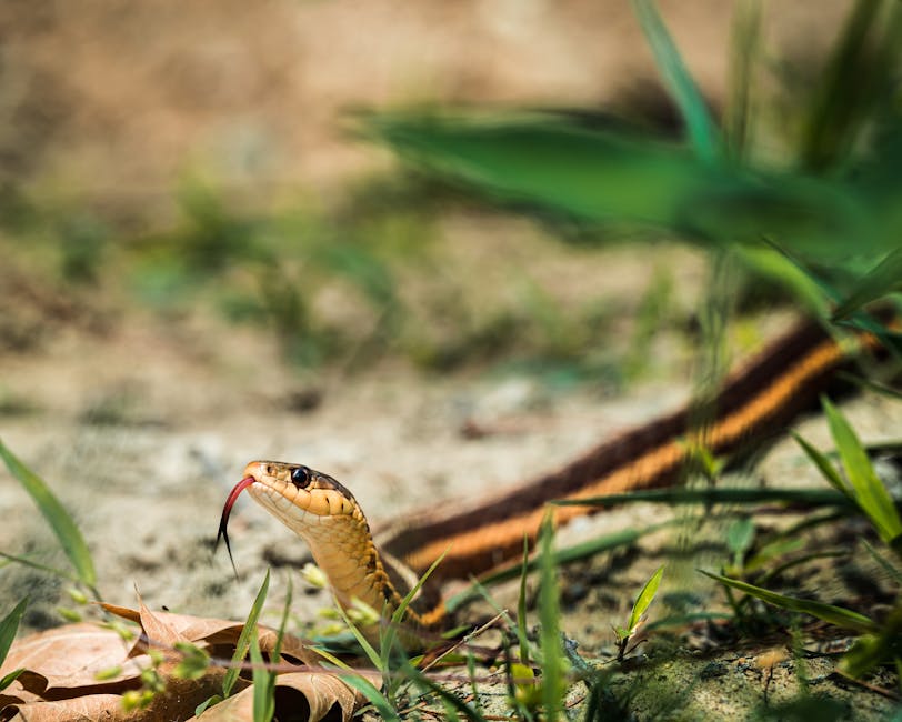 Rattlesnake Rattles Are Made of Interlocking Hollow Keratin Rings
