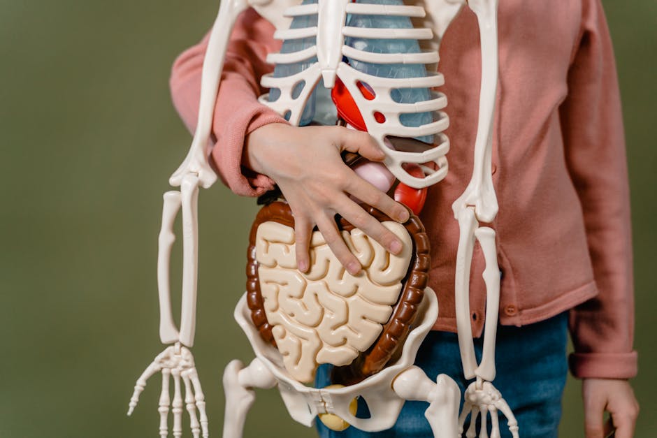 Anatomy