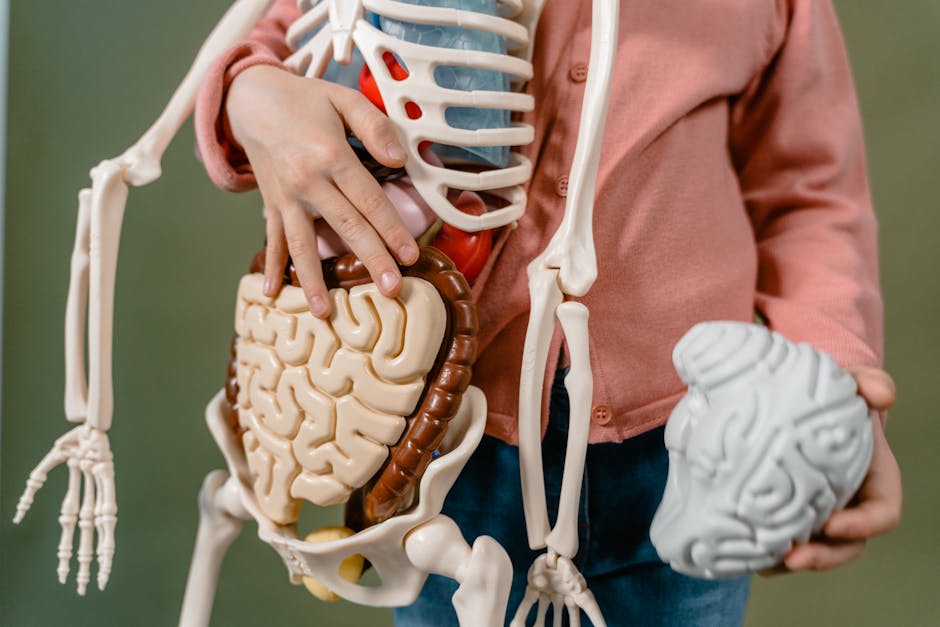 The Digestive Tract Is Roughly Nine Meters Long