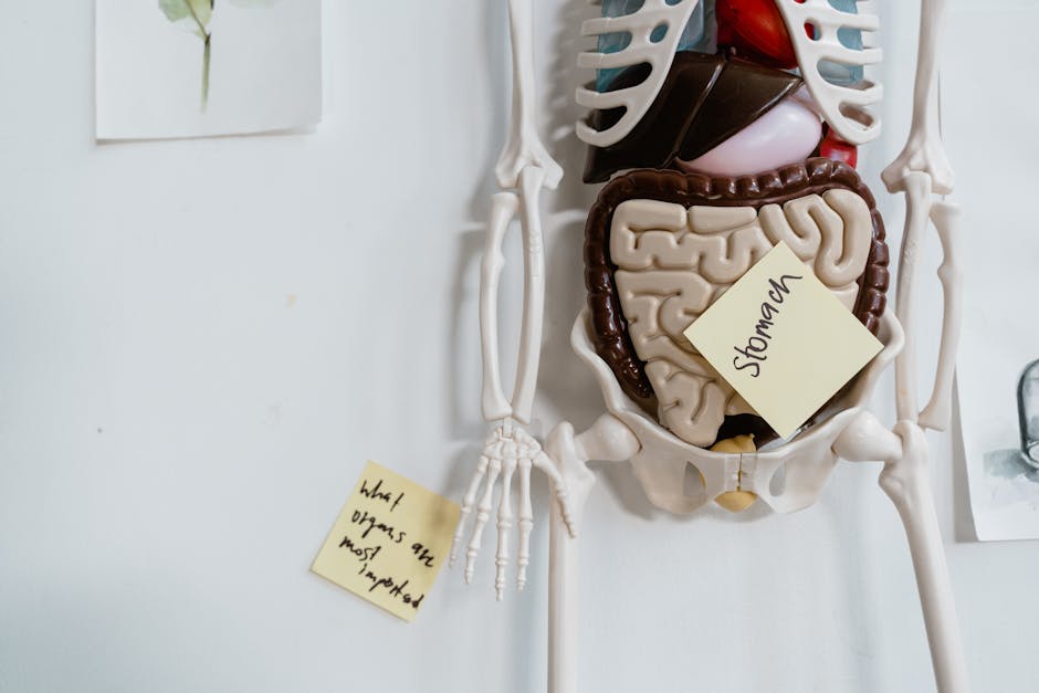 Digestive System