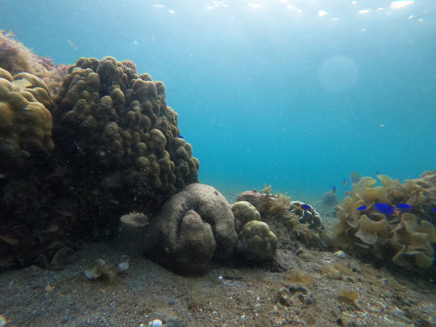 Anguilla Boasts Seven Marine Parks Protecting Pristine Coral Reefs