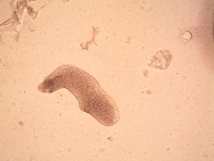 Tardigrades Are Virtually Indestructible, Surviving Space and Radiation