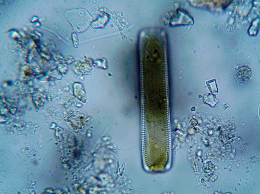 Tardigrades Are Usually Less Than a Millimeter Long