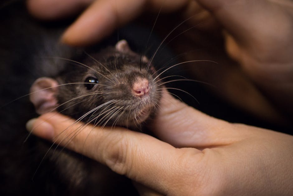 Rats "Laugh" With Ultrasonic Chirps When Tickled