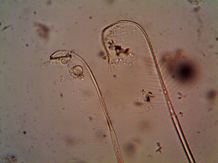 Tardigrades Have Eight Legs With Claws