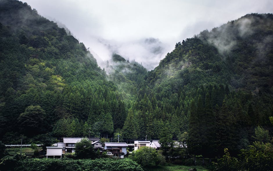 Nearly 70% Of Japan Is Covered By Forests