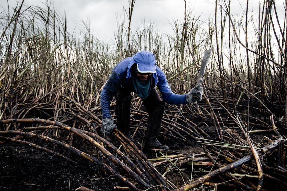 Grogue, a Potent Local Rum, Is Cabo Verde's National Alcoholic Beverage