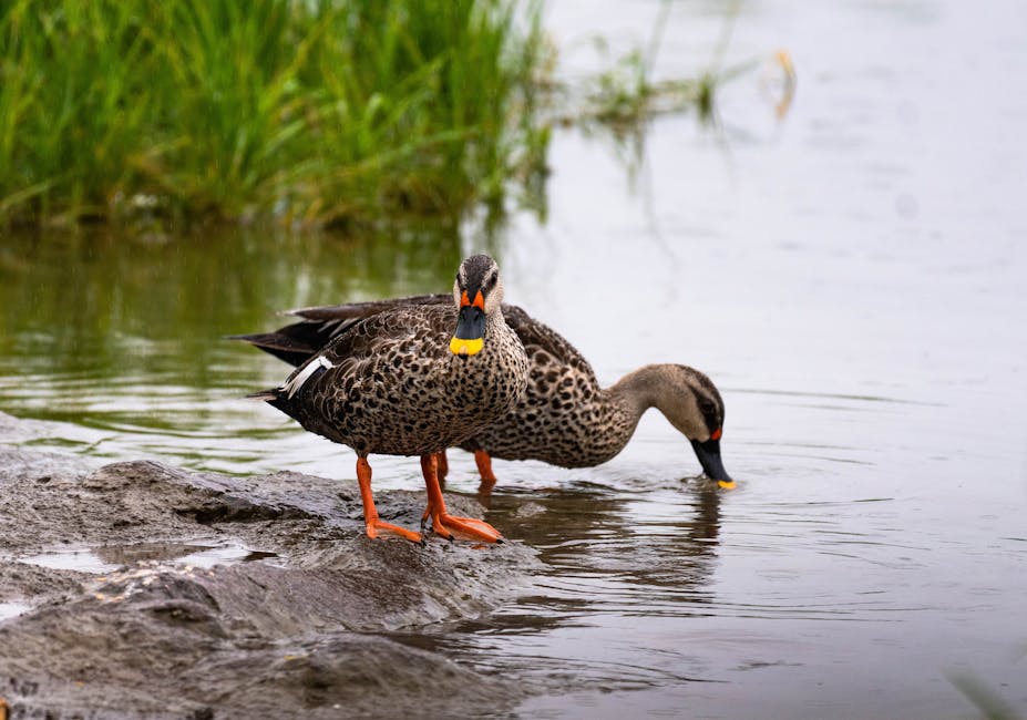 Platypuses Are Mammals That Lay Eggs and Have Venomous Spurs
