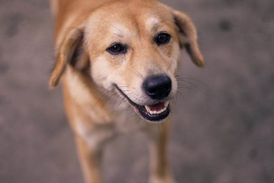 Happy Animal