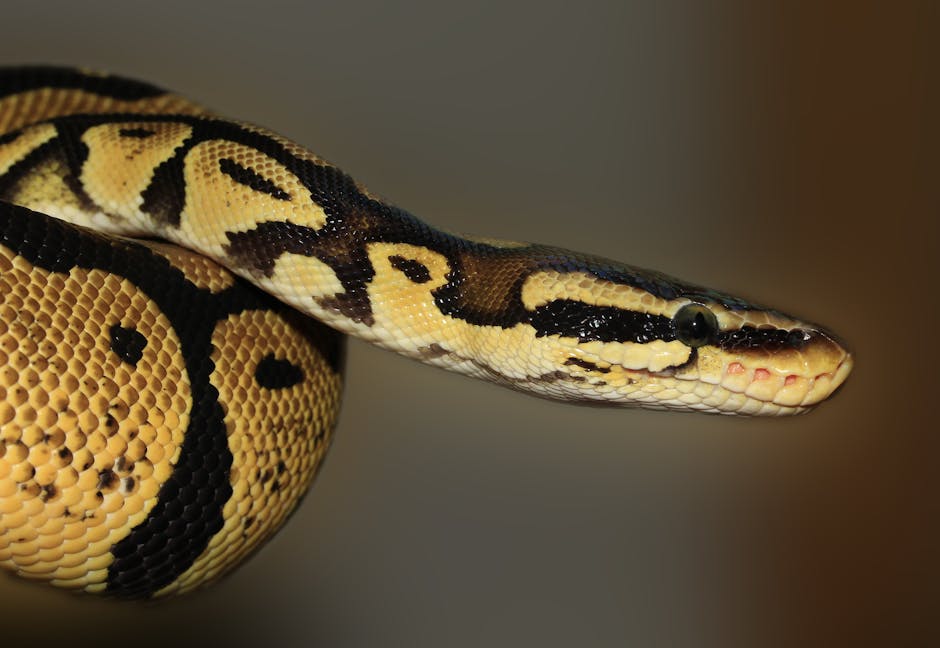 Snakes Can Detect Earthquakes Before They Happen