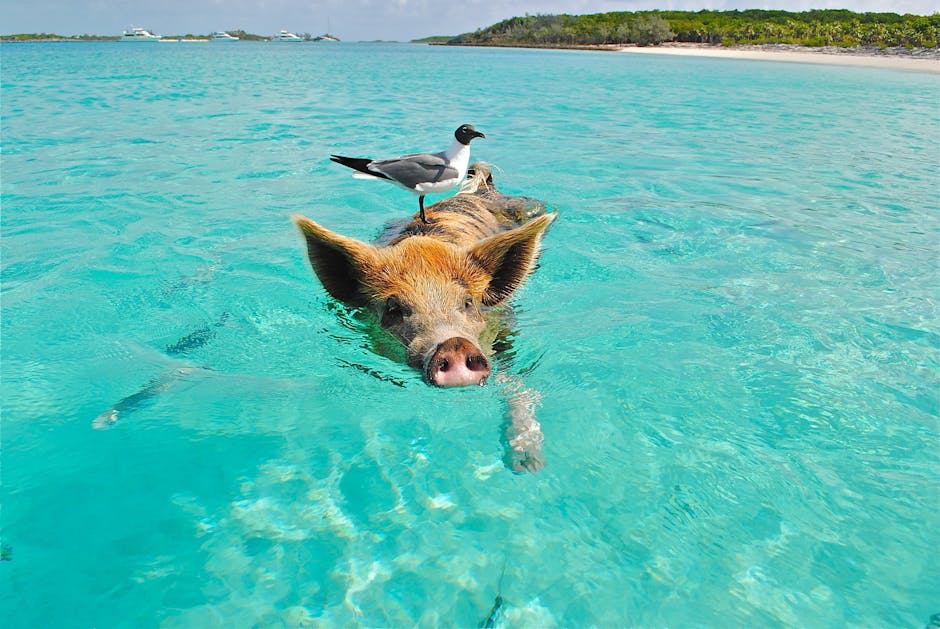 Wild Pigs Swim Freely in The Bahamas