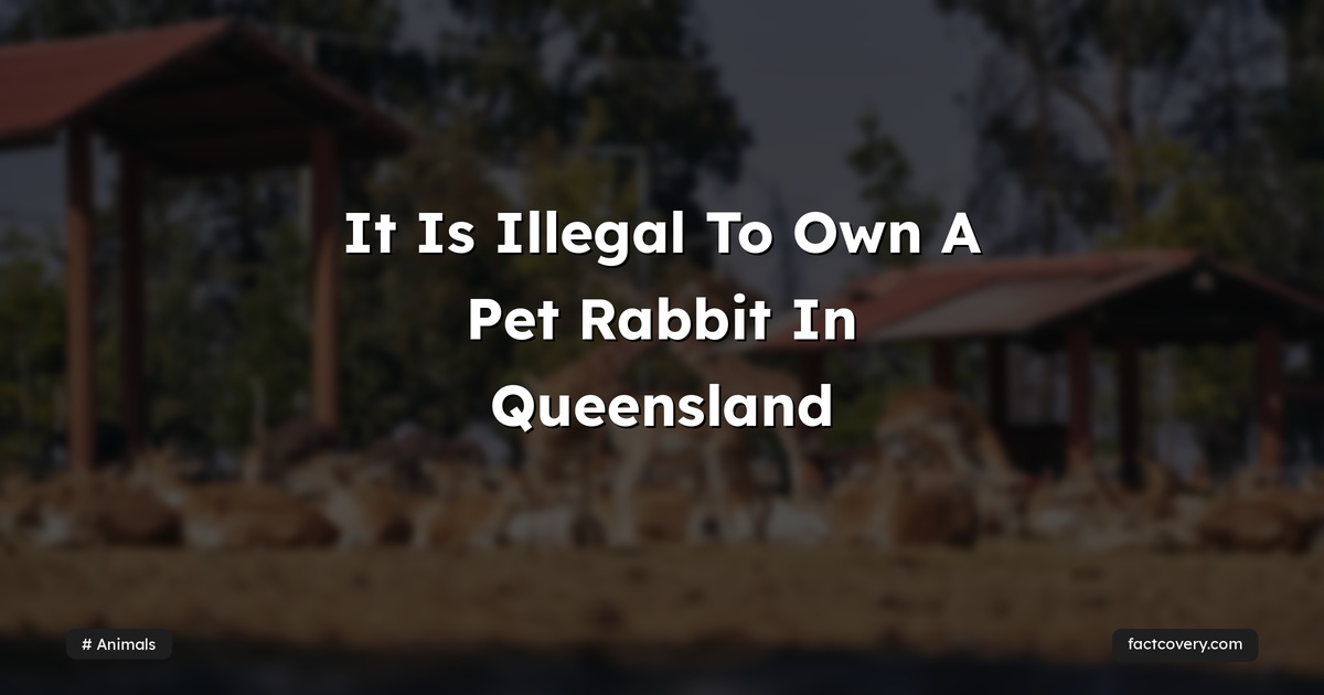 It Is Illegal To Own A Pet Rabbit In Queensland — Factcovery