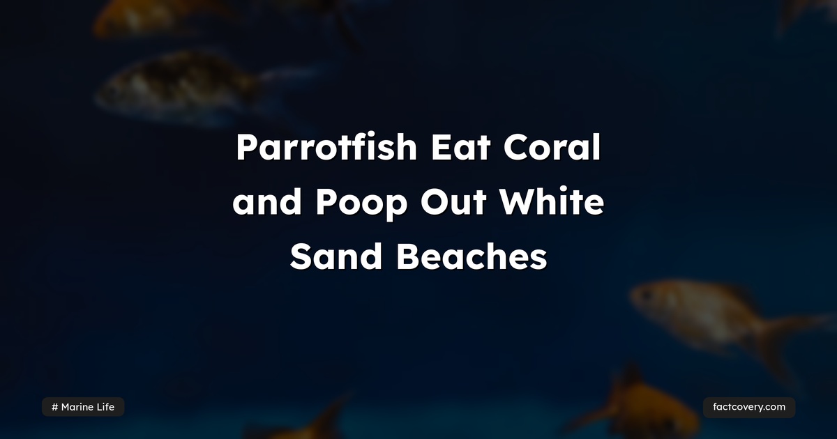 Parrotfish Eat Coral and Poop Out White Sand Beaches — Factcovery